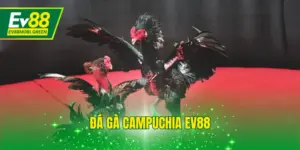Đá Gà Campuchia EV88 - Xem Full Các Trận Tại Trường Gà HD