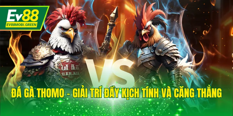 Đá gà Thomo - Giải trí đầy kịch tính và căng thẳng